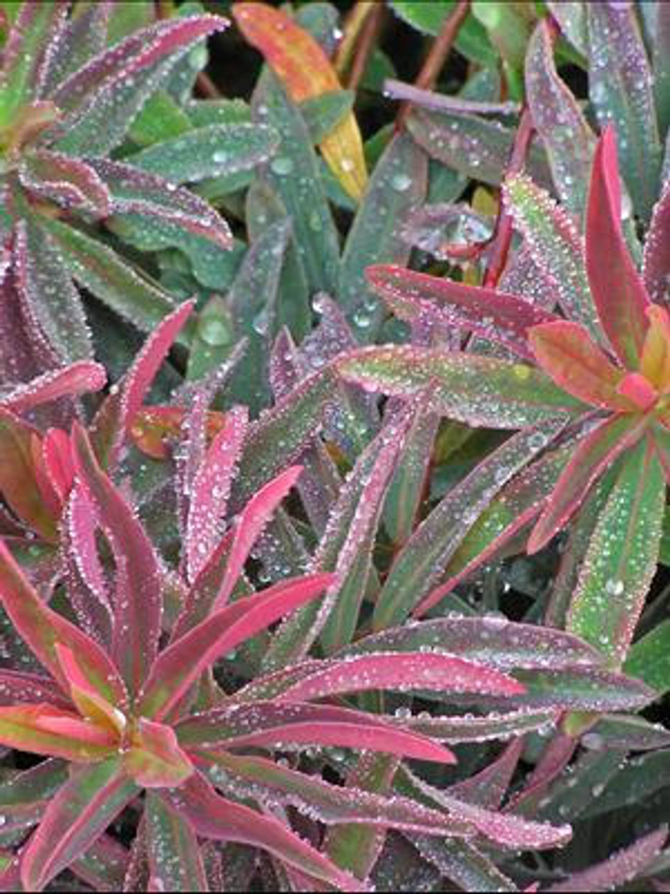 Euphorbia polychroma Bonfire PP18585 25 BR Plants