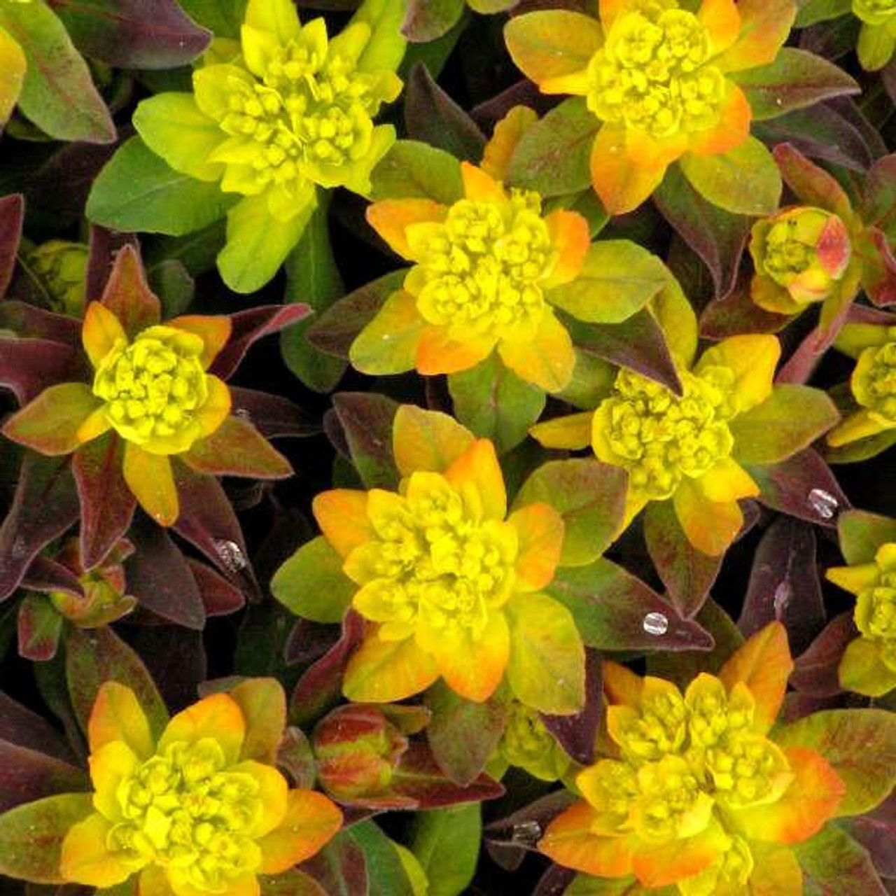 Euphorbia polychroma 'Bonfire' PP18585 (25) BR Plants