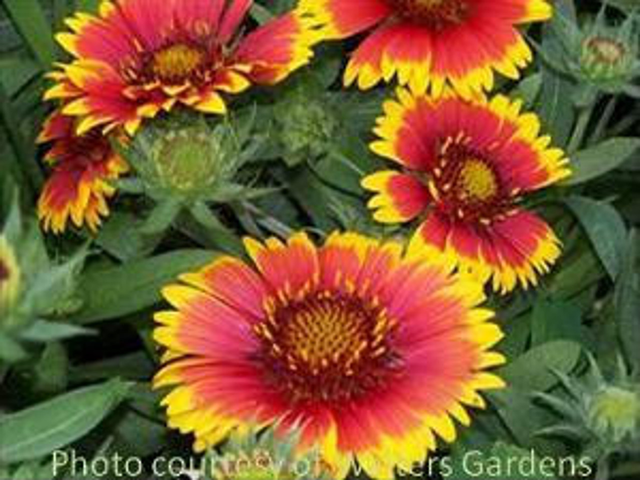 Gaillardia aristata Arizona Sun 30ct Flat