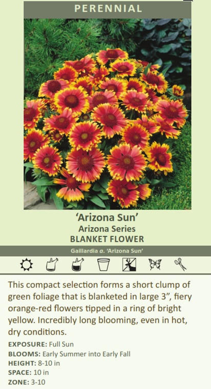 Arizona sun 2024 blanket flower perennial