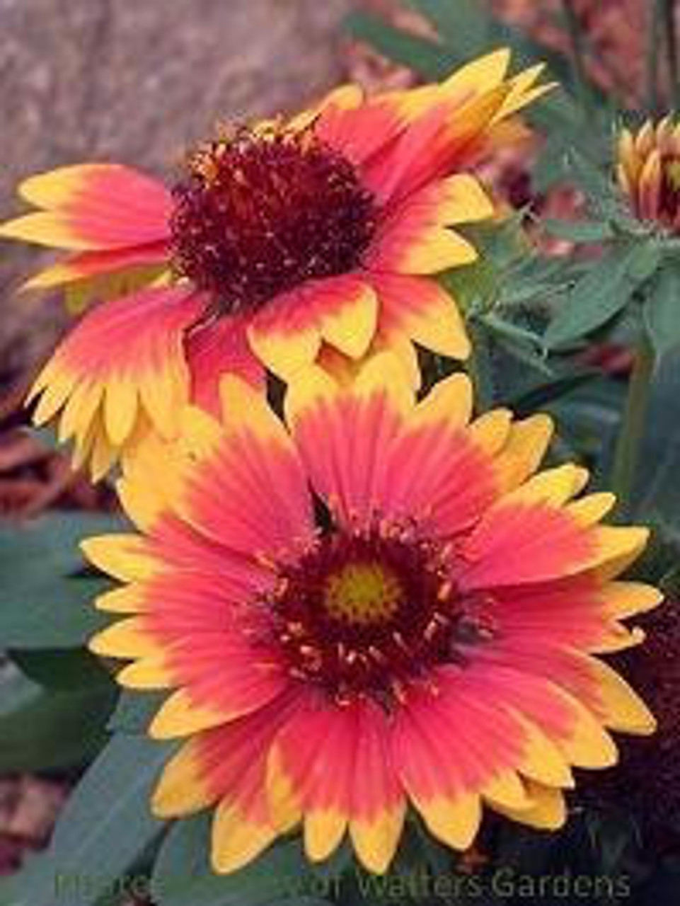 Gaillardia Goblin 30ct Flat