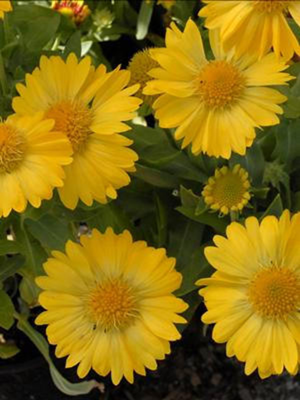 Gaillardia grandiflora Mesa Yellow 30ct Flat