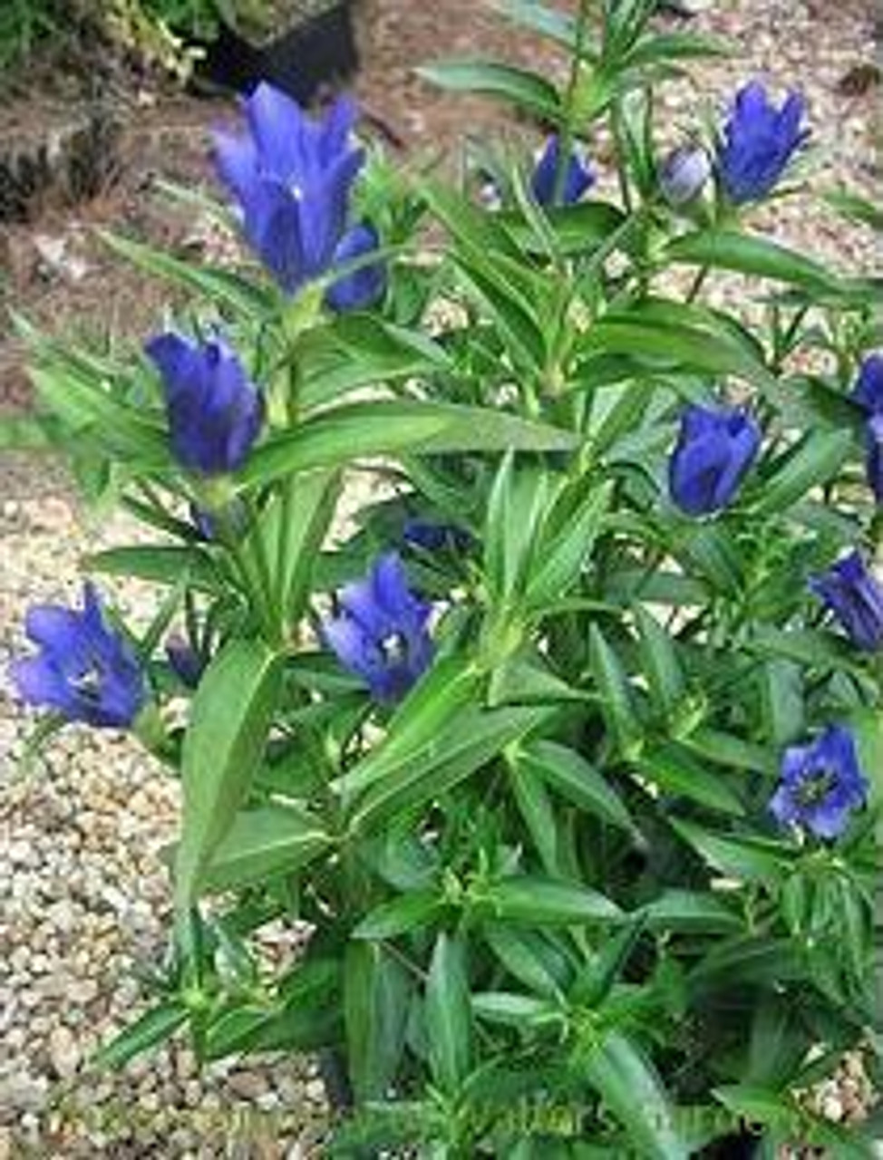 Gentiana cruciata Blue Cross 30ct Flat