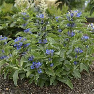 Gentiana cruciata Blue Cross 30ct Flat