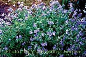 Geranium Brookside 25 BR Plants