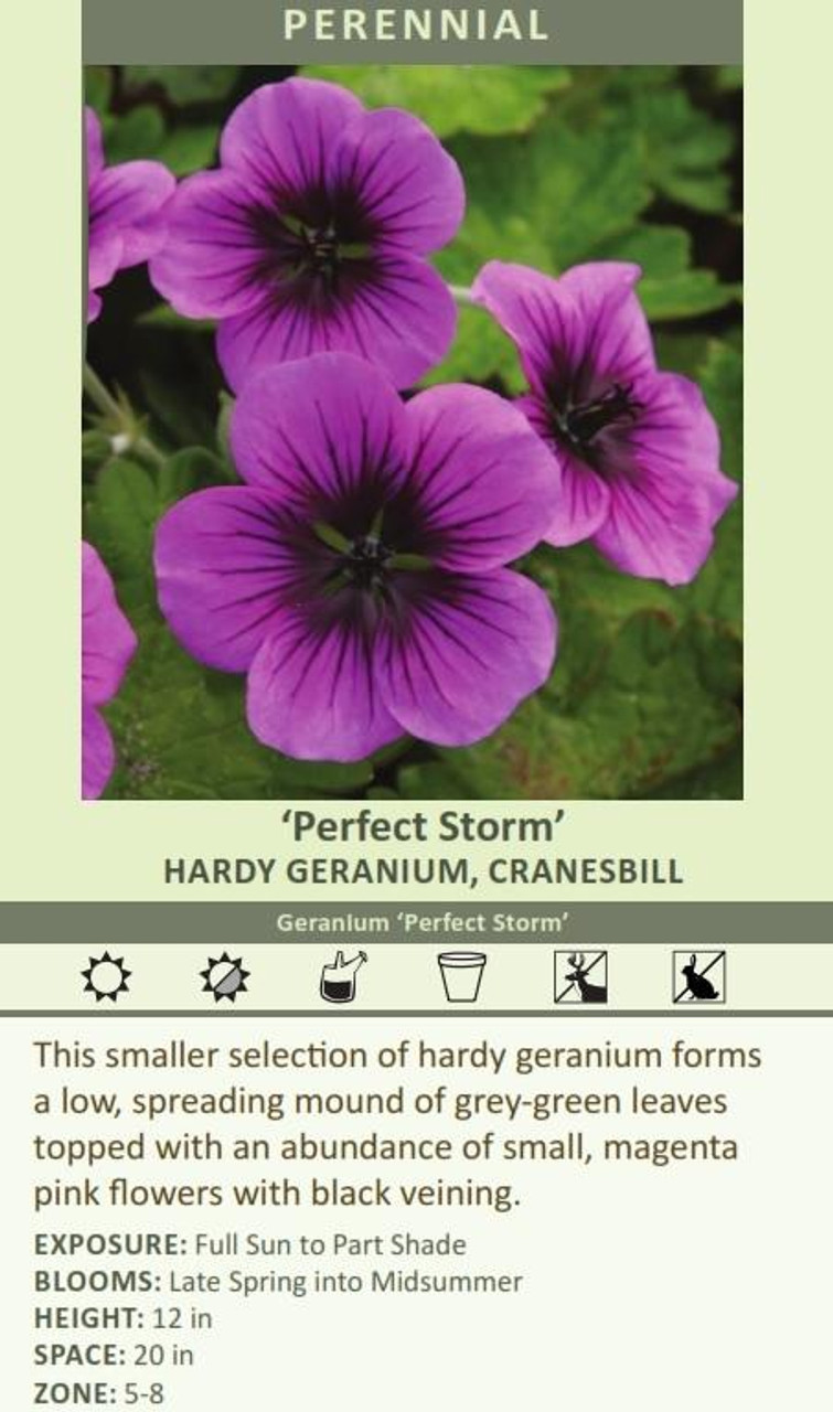 Geranium Perfect Storm 30ct Flat