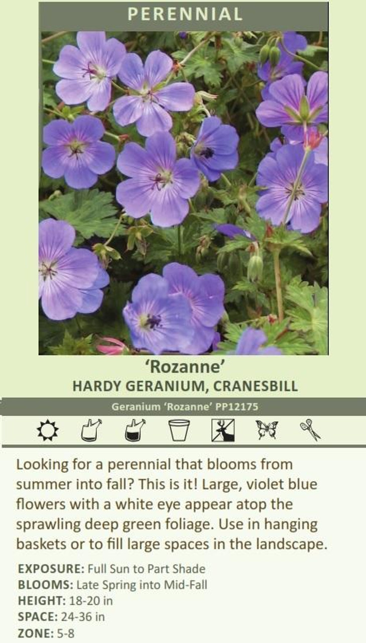 Geranium Rozanne PP12175 20 ct Flat