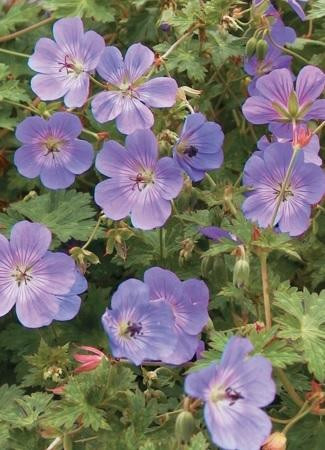 Geranium Rozanne PP12175 20 ct Flat