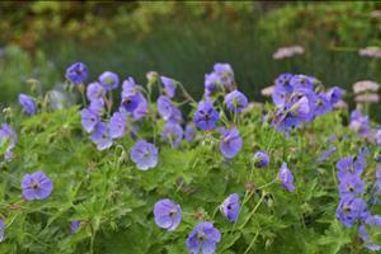 Geranium Rozanne PP12175 20 ct Flat