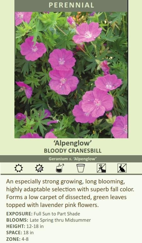Geranium sanguineum Alpenglow 30ct Flat