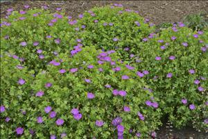 Geranium sanguineum Alpenglow 30ct Flat