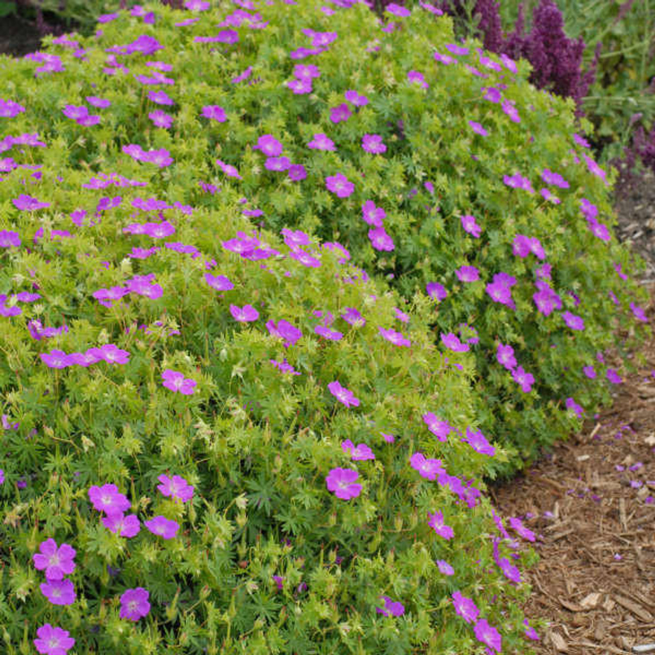 Geranium sanguineum 'New Hampshire Purple' (30)ct Flat