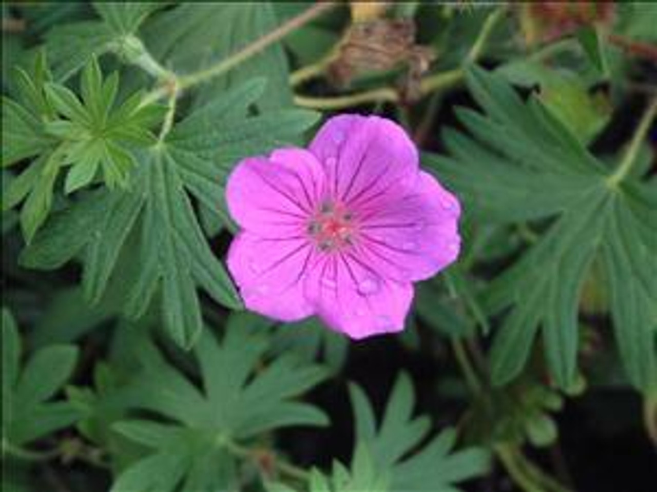 Geranium Tiny Monster 30ct Flat