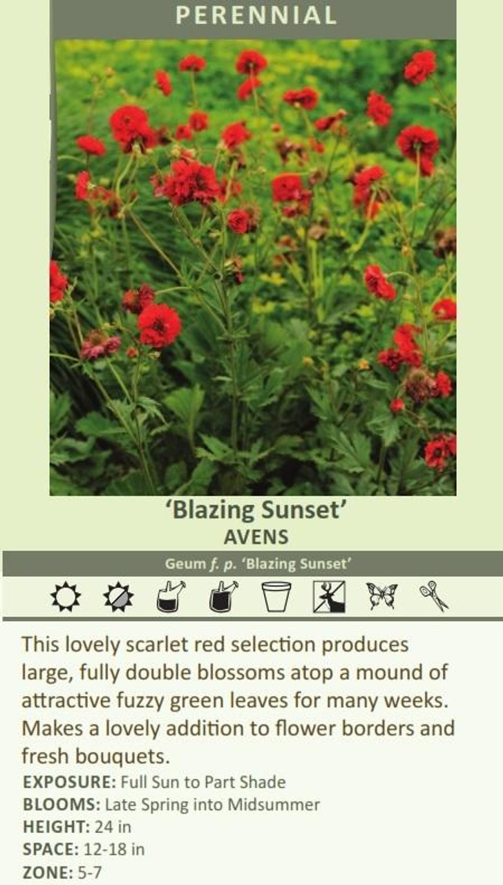 Geum f p Blazing Sunset 30ct Flat