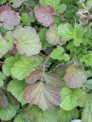 Geum TOTALLY TANGERINE ('Tim's Tangerine') shipped from Grower to