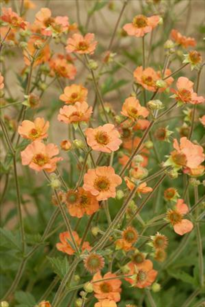 Geum TOTALLY TANGERINE Tims Tangerine PP22041 20ct Flat