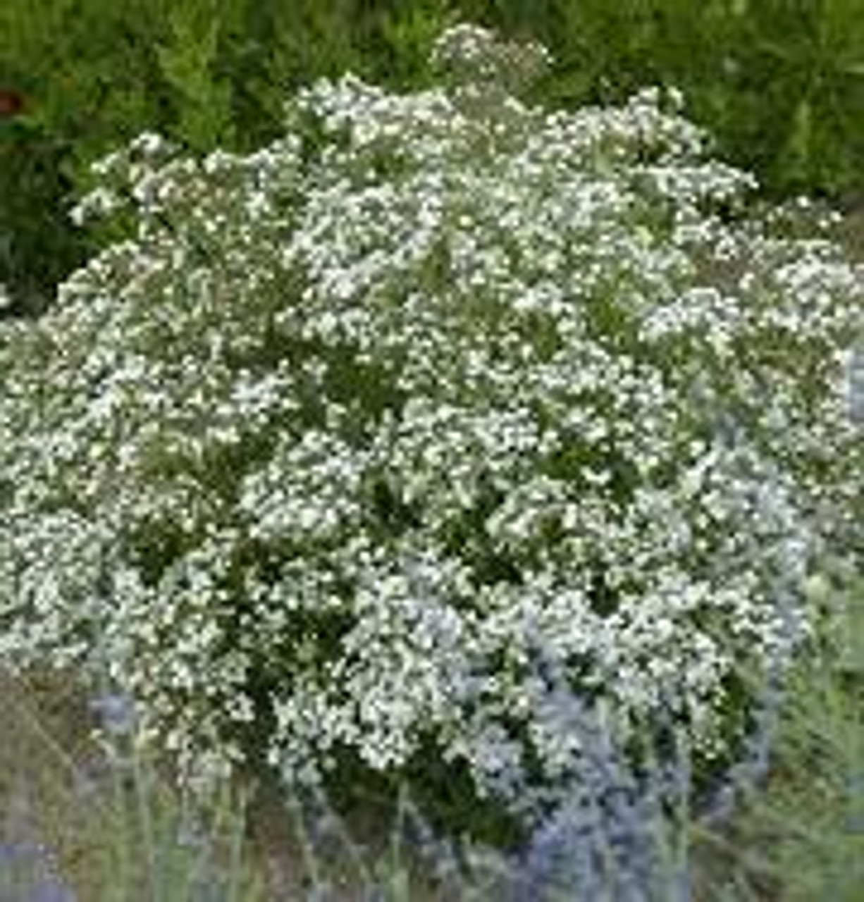 Gypsophila FESTIVAL STAR TM Danfestar PP14818 25 BR Plants