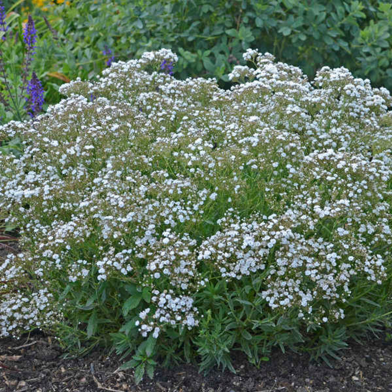 gypsophila ドライサロペット ホワイト gypsohila ジプソフィア ドライサロペット 白