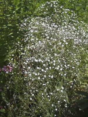 Gypsophila p. 'Perfecta' shipped from Grower to your door