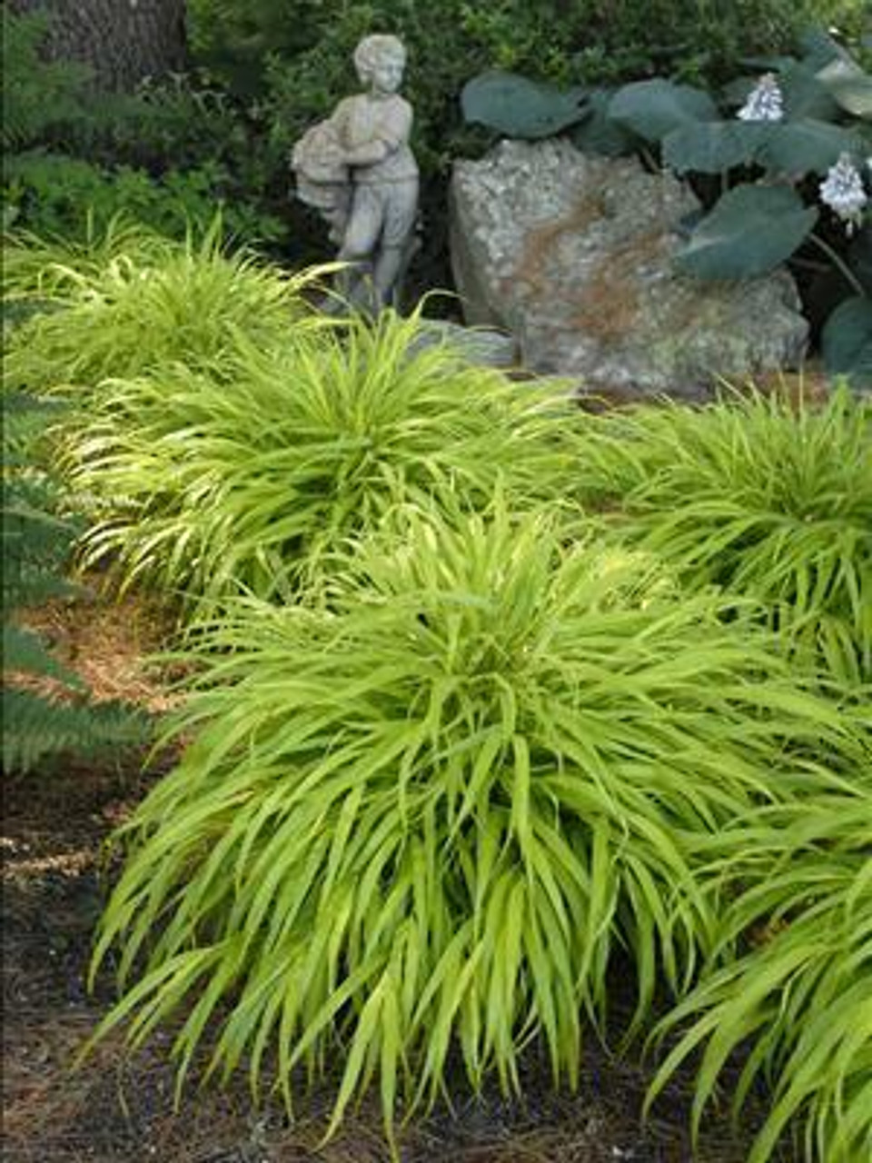 Hakonechloa macra All Gold 20ct Flat