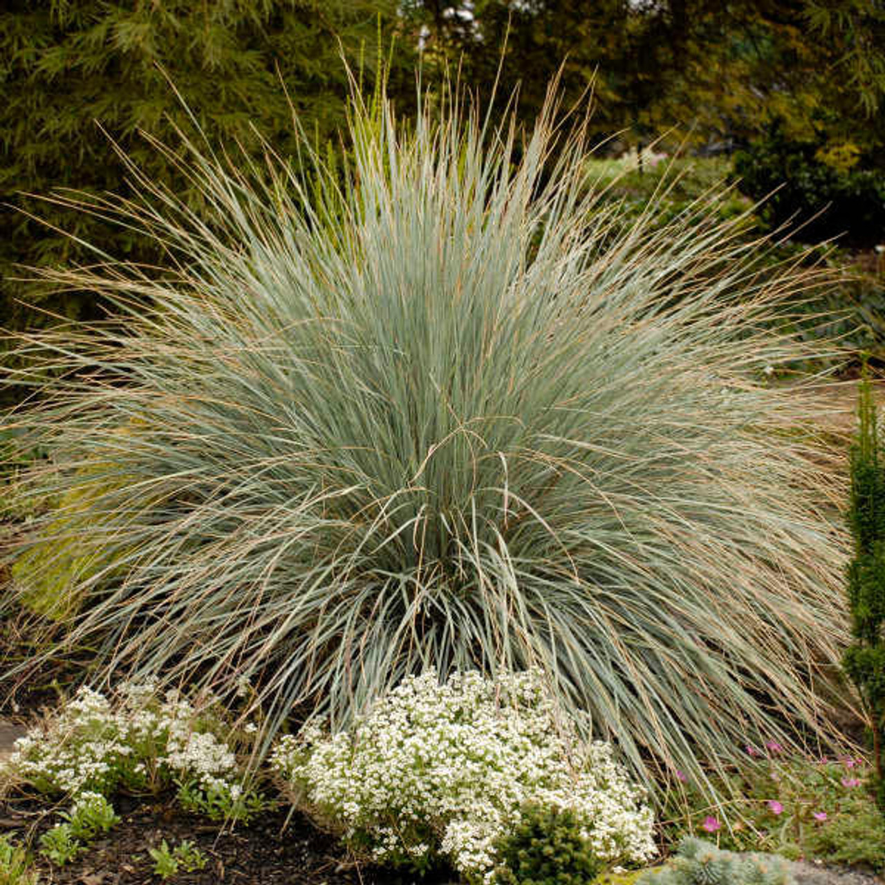 Helictotrichon sempervirens (25) BR Plants