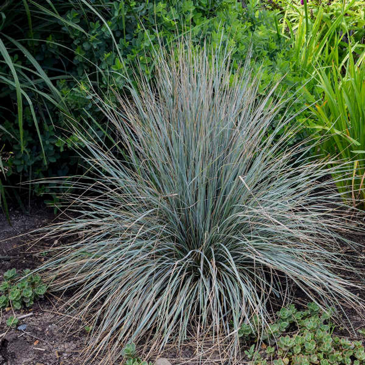 Helictotrichon sempervirens (25) BR Plants