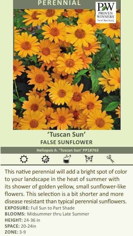 Heliopsis h. 'Tuscan Sun' shipped from Grower to your door