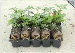 Helleborus Grape Galaxy 30ct Flat