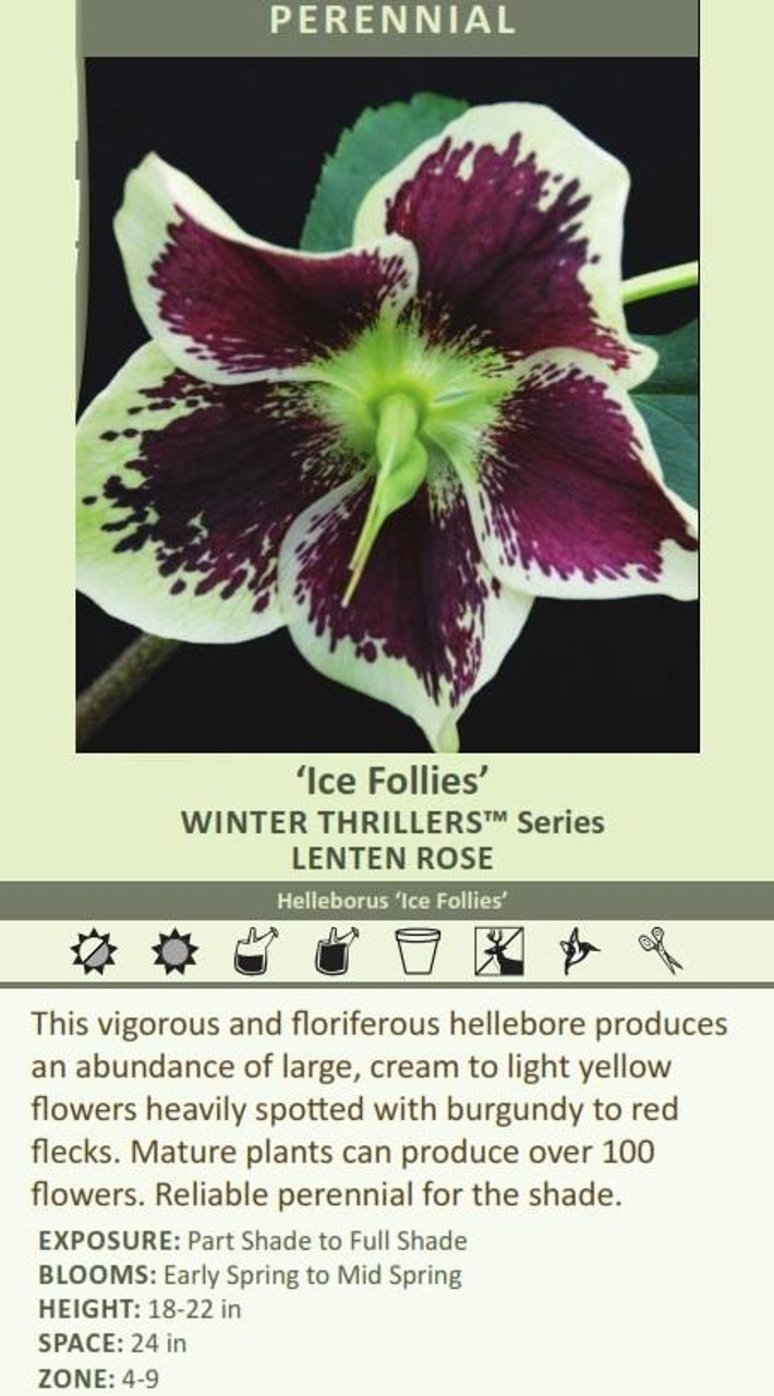 Helleborus Ice Follies 30ct Flat