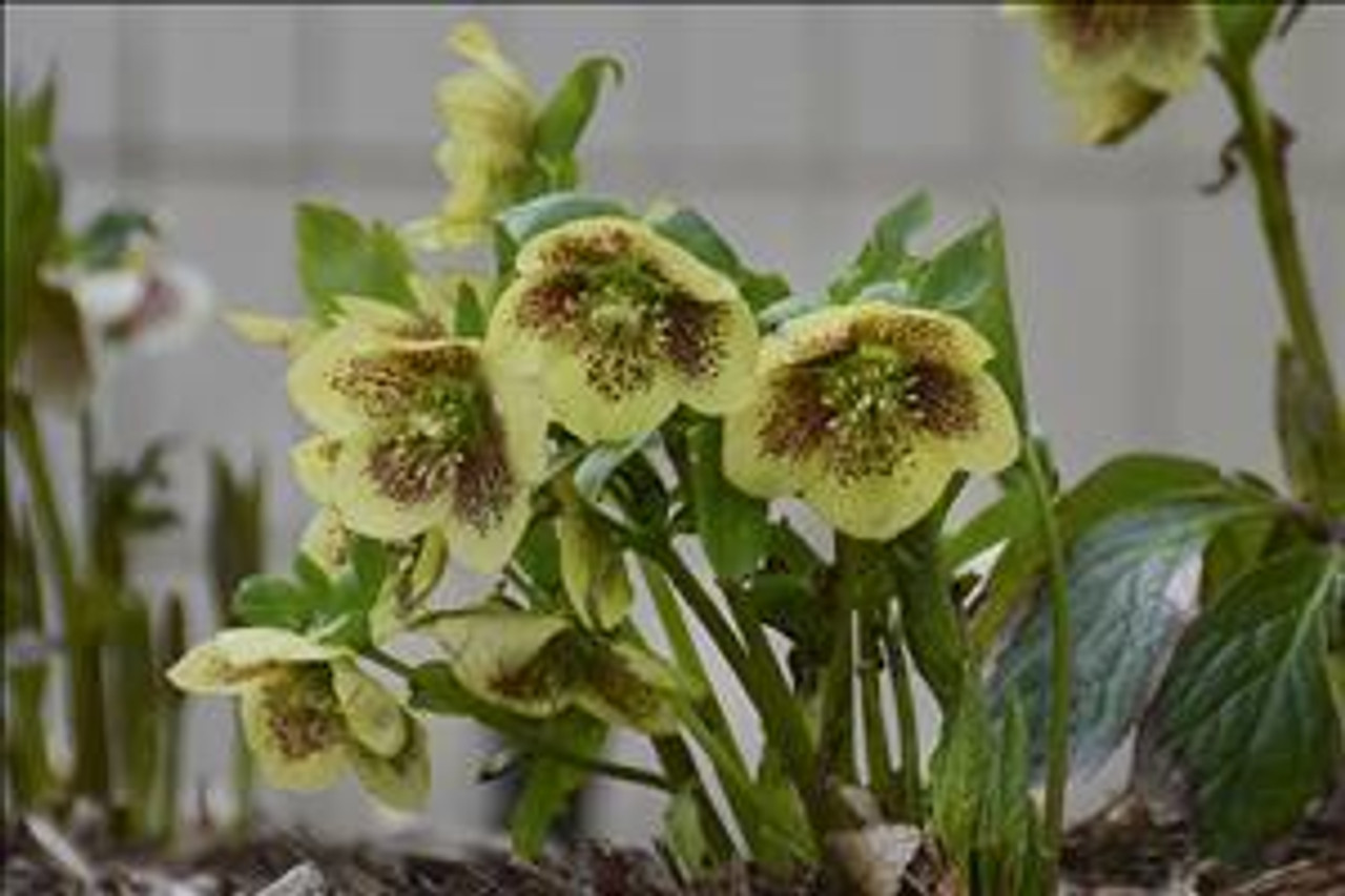 Helleborus Ice Follies 30ct Flat