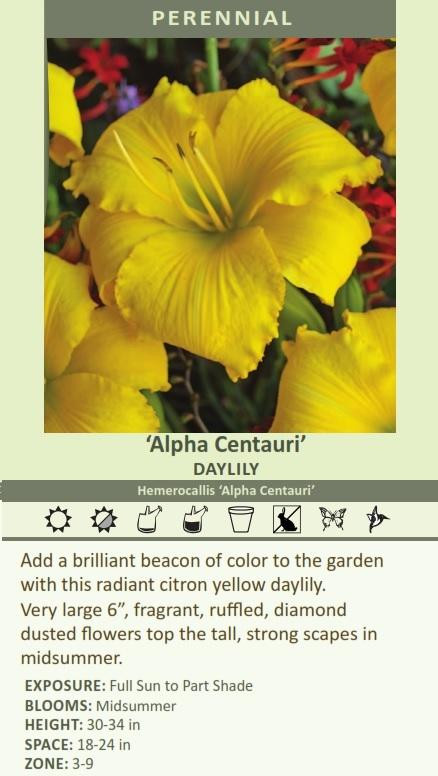 Hemerocallis ALPHA CENTAURI 25 BR Plants