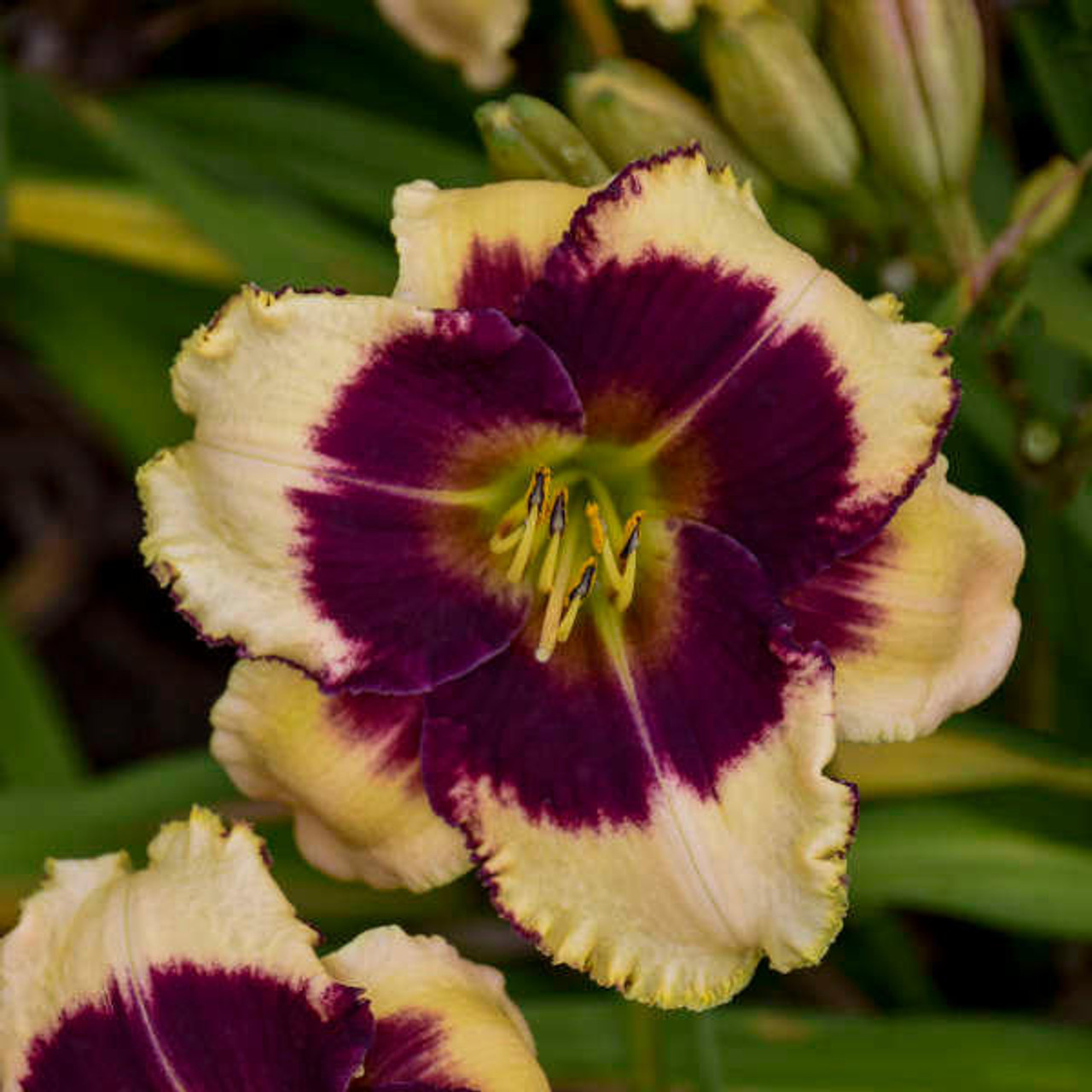 Hemerocallis 'Blackthorne' (25) BR Plants