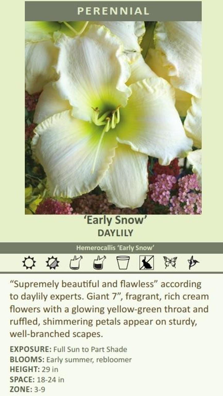 Hemerocallis EARLY SNOW 25 BR Plants
