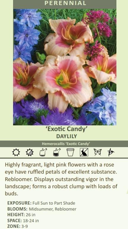 Hemerocallis EXOTIC CANDY 25 BR Plants