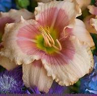 Hemerocallis EXOTIC CANDY 25 BR Plants