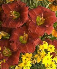 Daylily FUNNY VALENTINE shipped from Grower to your door
