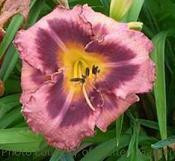 Hemerocallis JUST PLUM HAPPY 25 BR Plants