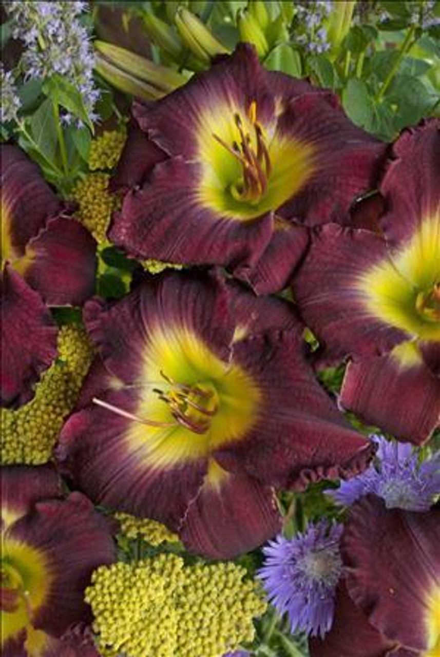 Hemerocallis MIDNIGHT RAIDER 25 BR Plants