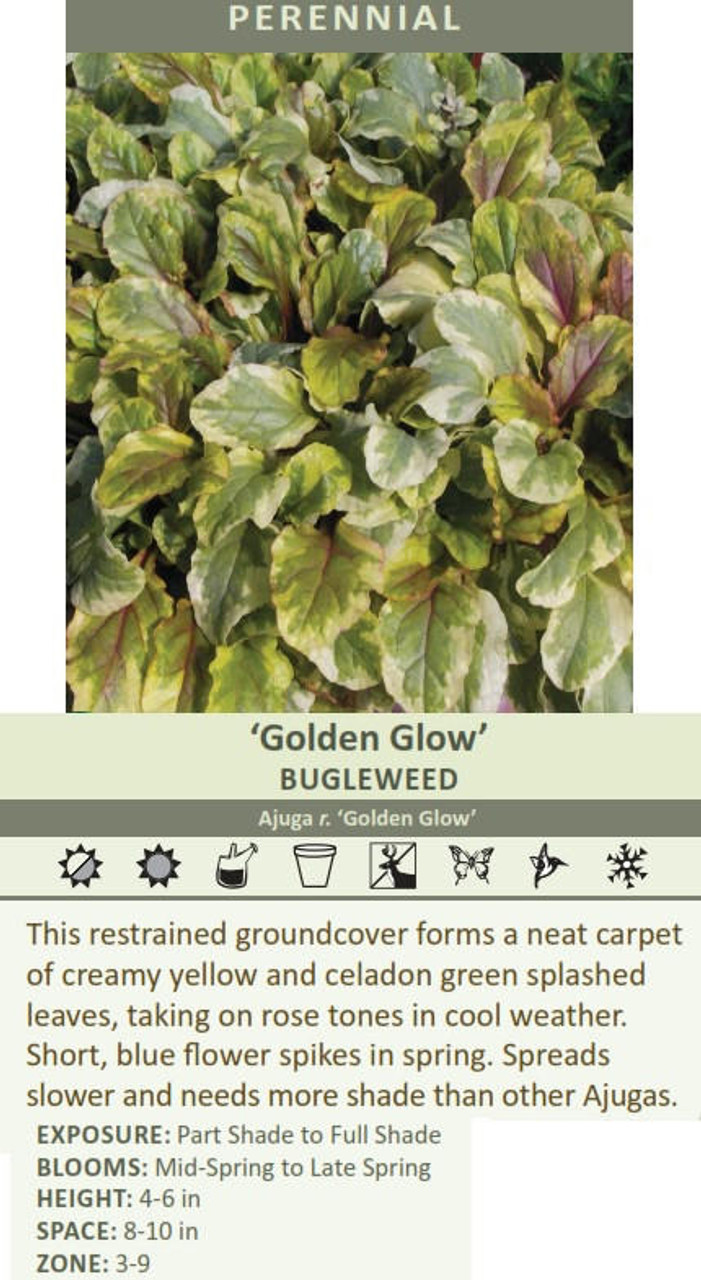 Ajuga r Golden Glow 30ct Flat