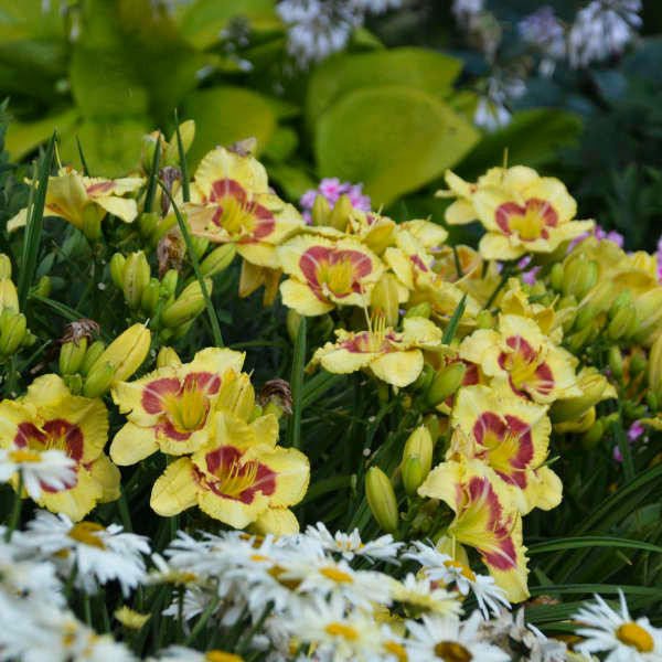 houseonthehill yellowflower ロンティ 80サイズ houseonthehill yellowflower ロンティ 80サイズ 【公式通販】