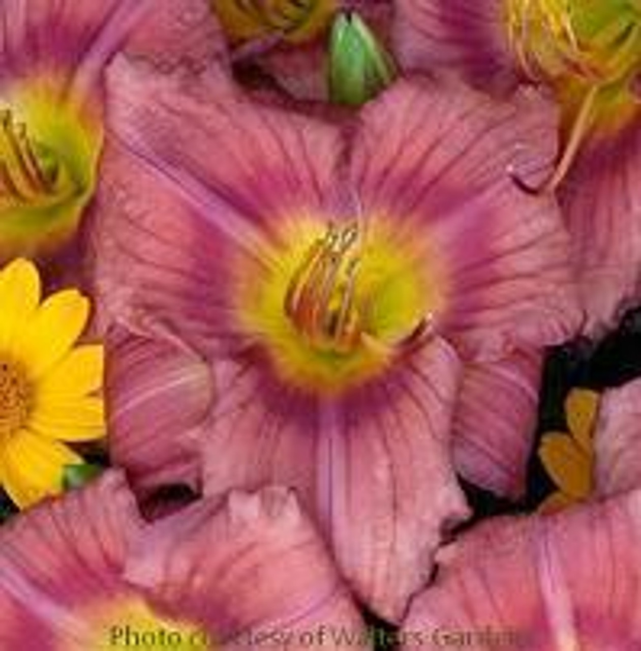 Hemerocallis Rosy Returns PP9779 25 BR Plants