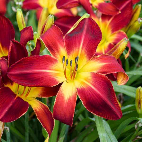 Daylily RUBY SPIDER shipped from Grower to your door