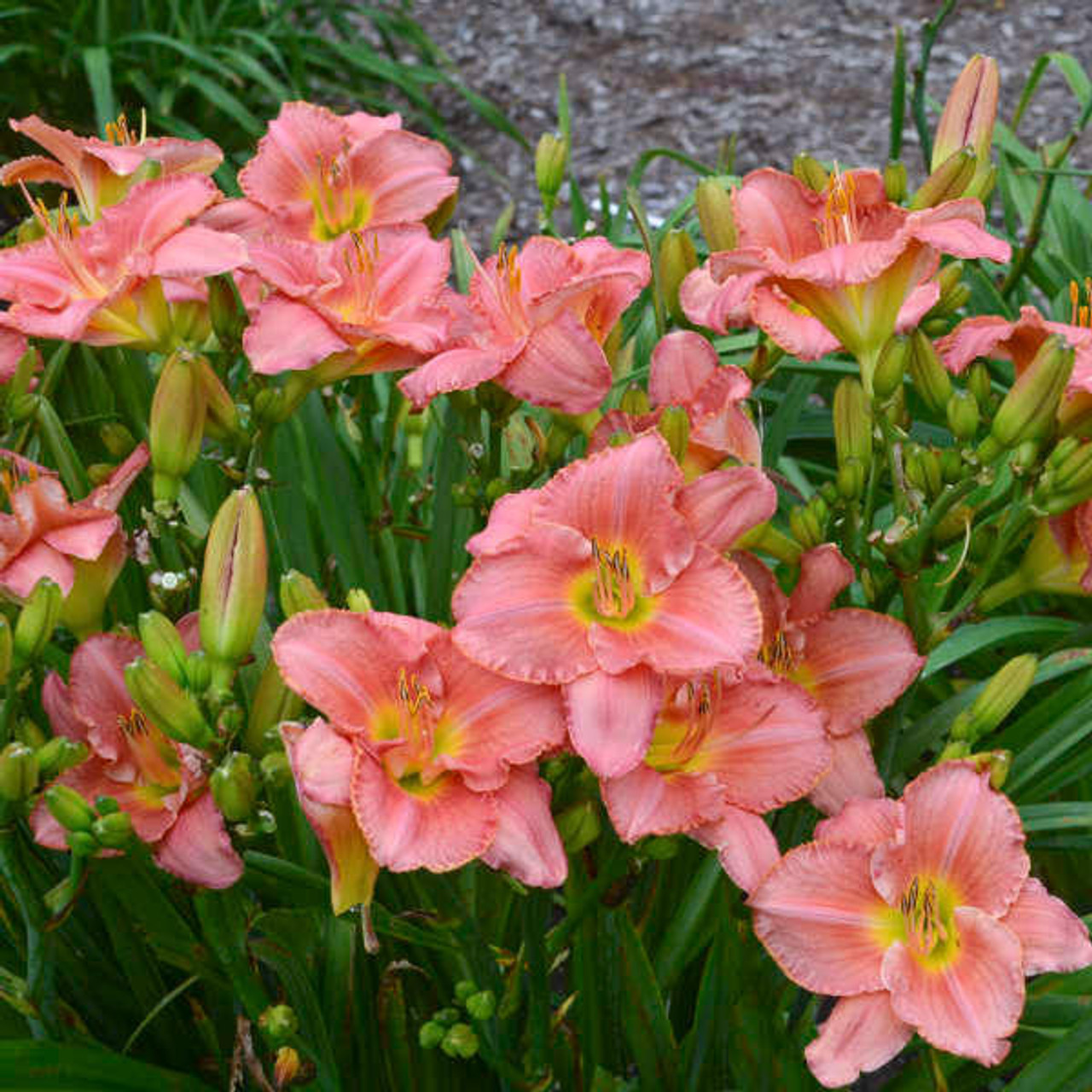 Hemerocallis 'Scottish Fantasy' (25) BR Plants