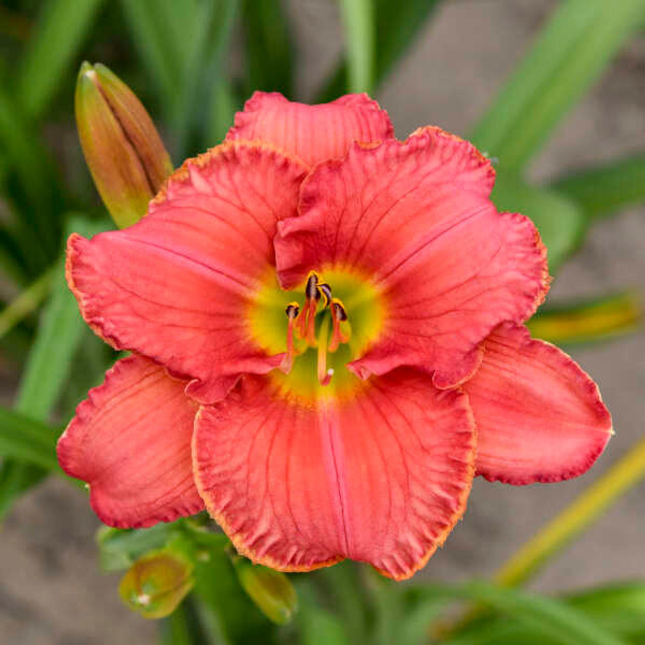 Hemerocallis 'Scottish Fantasy' (25) BR Plants