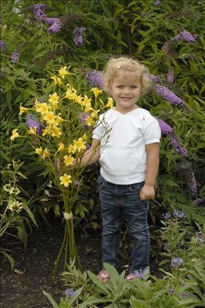 Hemerocallis STEEPLE JACKIE 25 BR Plants