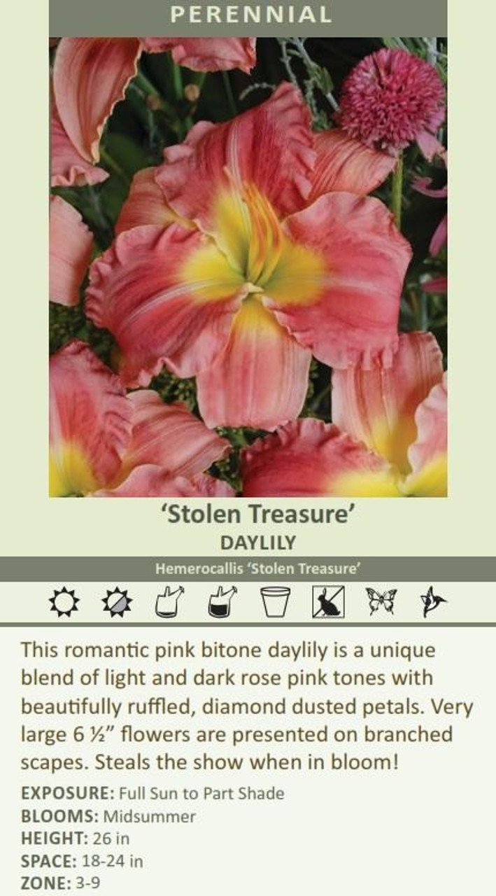 Hemerocallis STOLEN TREASURE 25 BR Plants