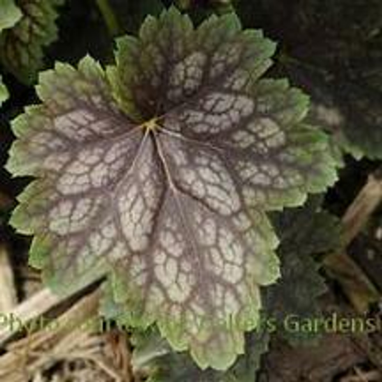 Heuchera americana Marvelous Marble 30ct Flat