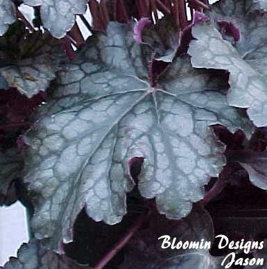 Heuchera Amethyst Myst 20ct Flat