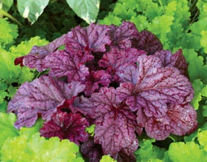 Heuchera Berry Smoothie PP21871 20ct Flat