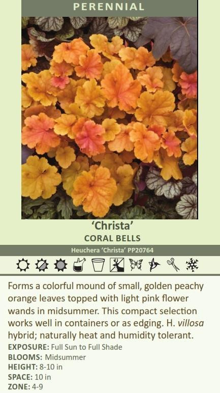 Heuchera Christa PP20764 20ct Flat